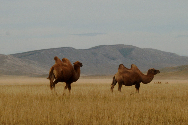 Kamele<br/>zwischen Murun und Hatgal