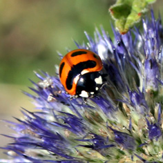 Thistle with ladybird
