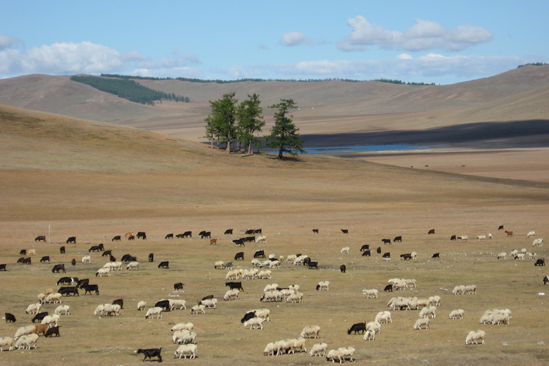 Schafe und Ziegen auf der Sommerweide